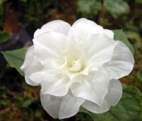 Large fully double pure white flowers and rich green foliage.